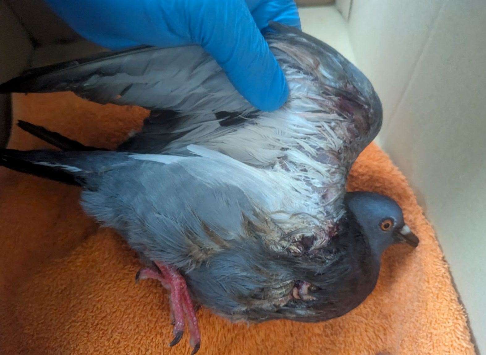 The injured pigeon after the catapult attacks in Mote Park. Picture: RSPCA