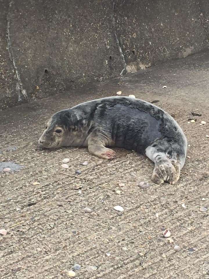 A baby seal found on the seawall at Leysdown in May. Picture: Daniel Ward