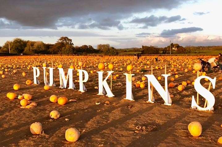 Bring your wellies, gardening gloves and comfy clothes to get muddy while you pick your pumpkins. Picture: pickyourownpumpkin.farm