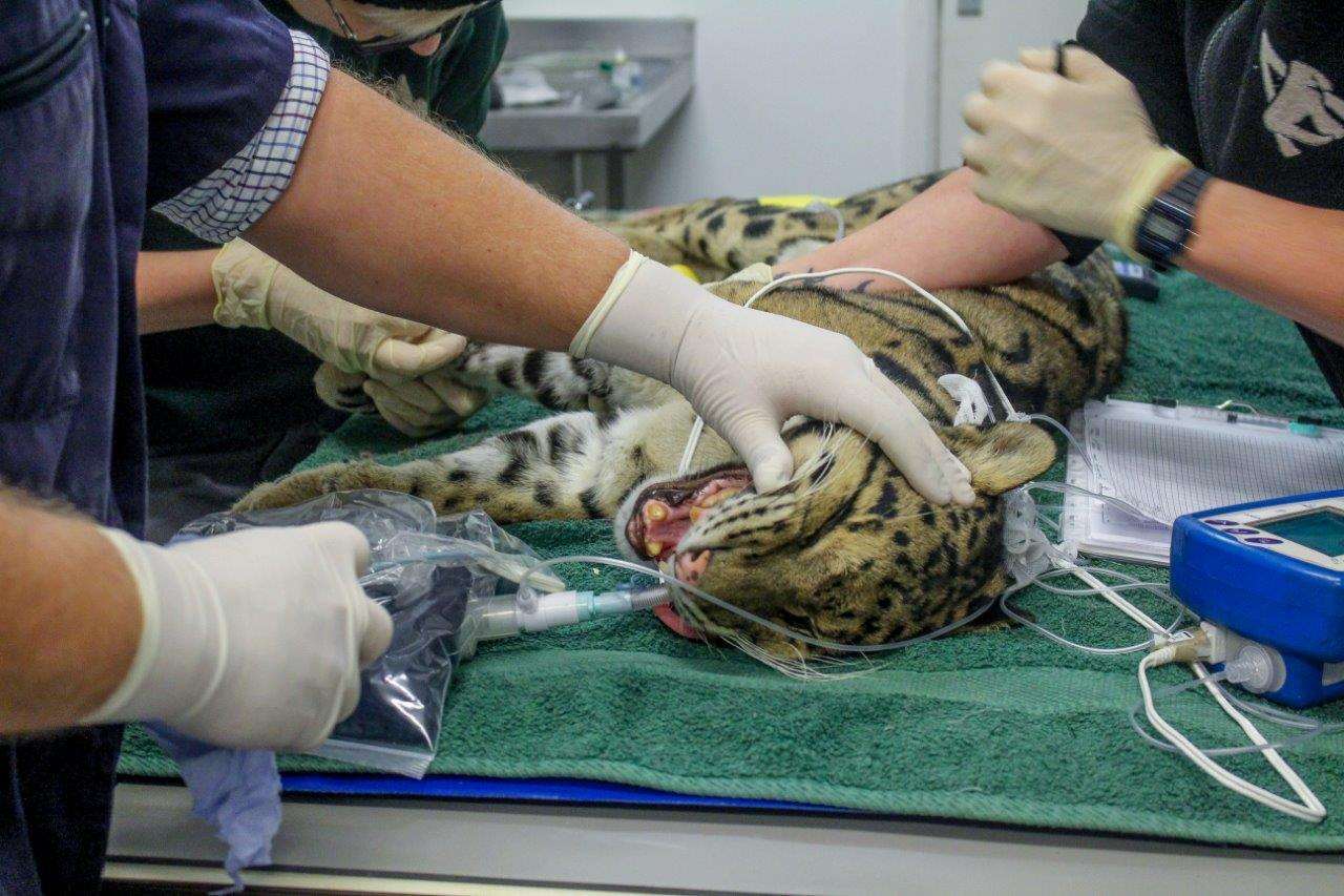 Leopard gets his teeth fixed at Port Lympne