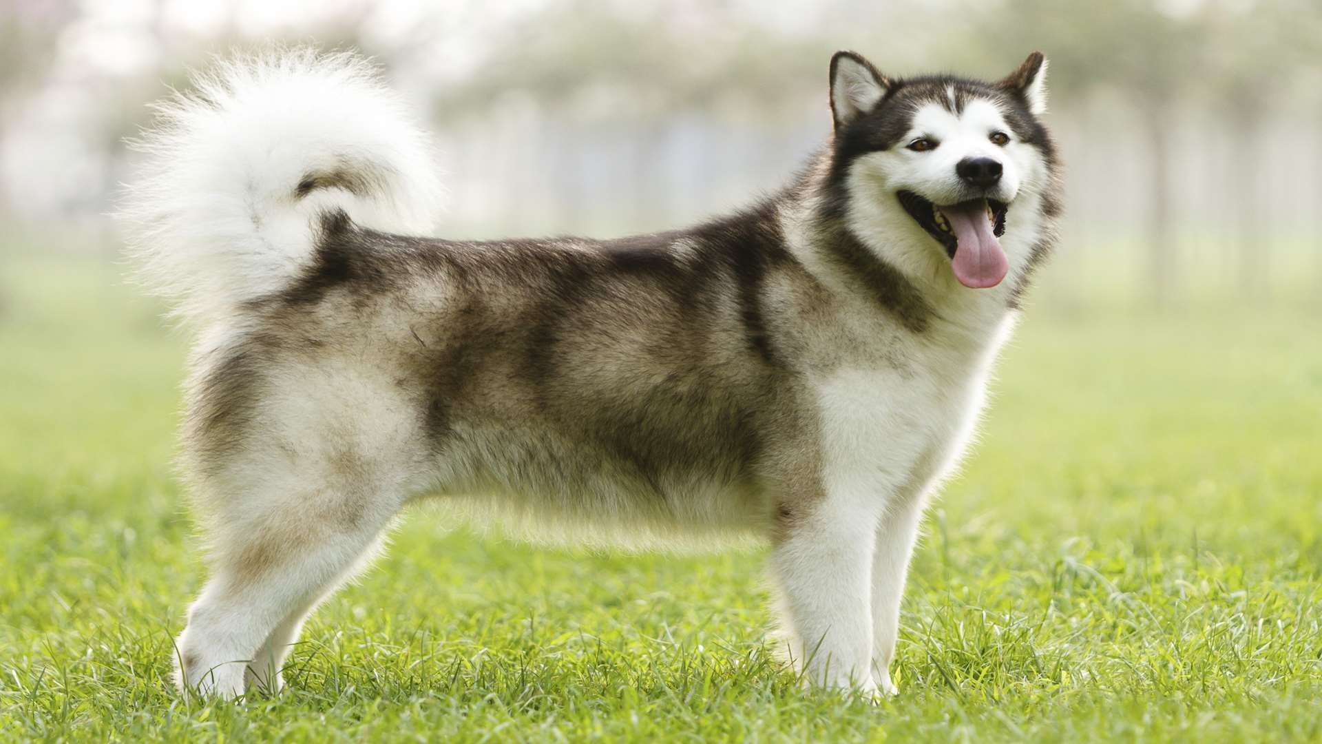 Sheriff Paul Bohill was once asked to repossess 21 huskies. Picture: Thinkstock