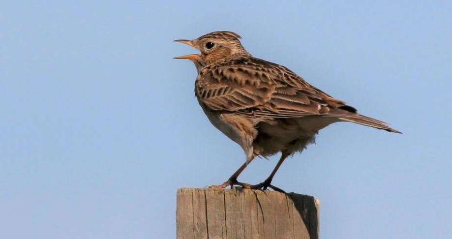 Skylark numbers have fallen by three-quarters over 50 years. Picture: Friends of Betteshanger