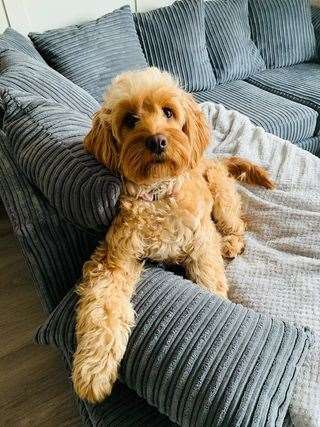 Millie is an 11 month old apricot Cockapoo
