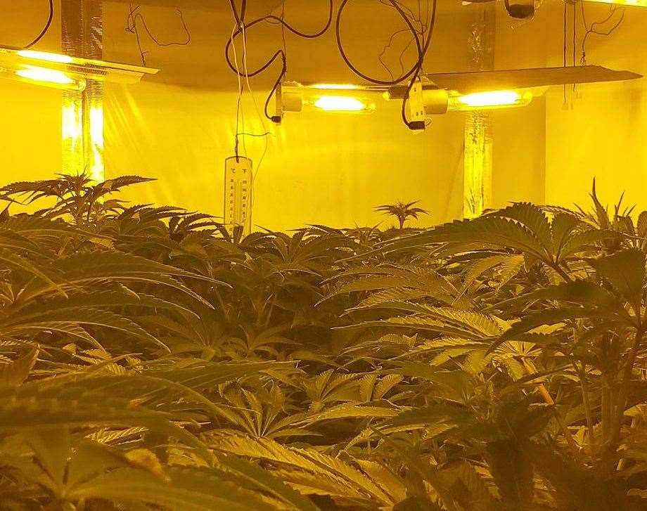 More than 1,000 plants were discovered at a property in Bank Street. Picture: Kent Police