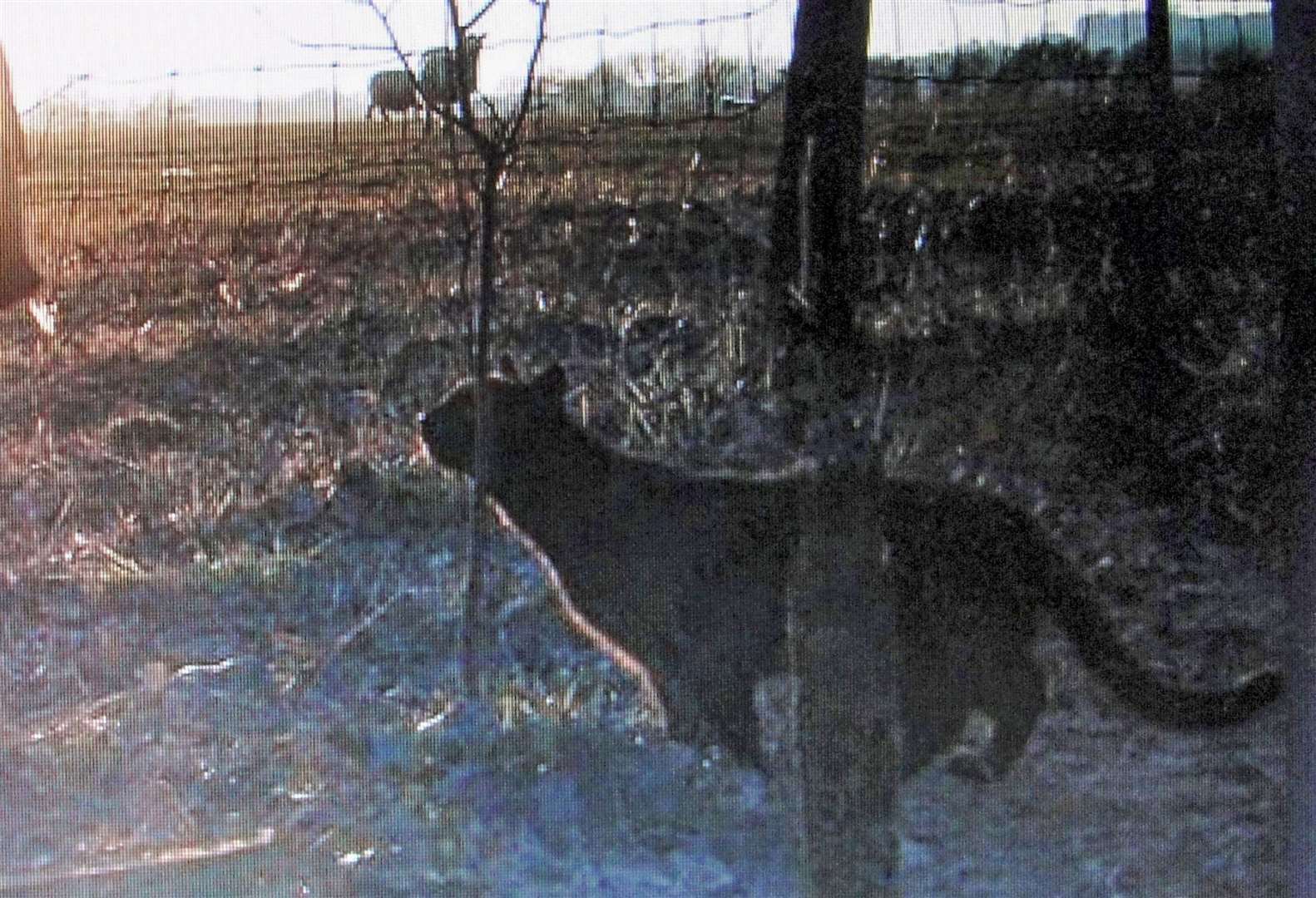 The 'big cat' caught on trail camera in Kent in 2013. Picture: SWNS