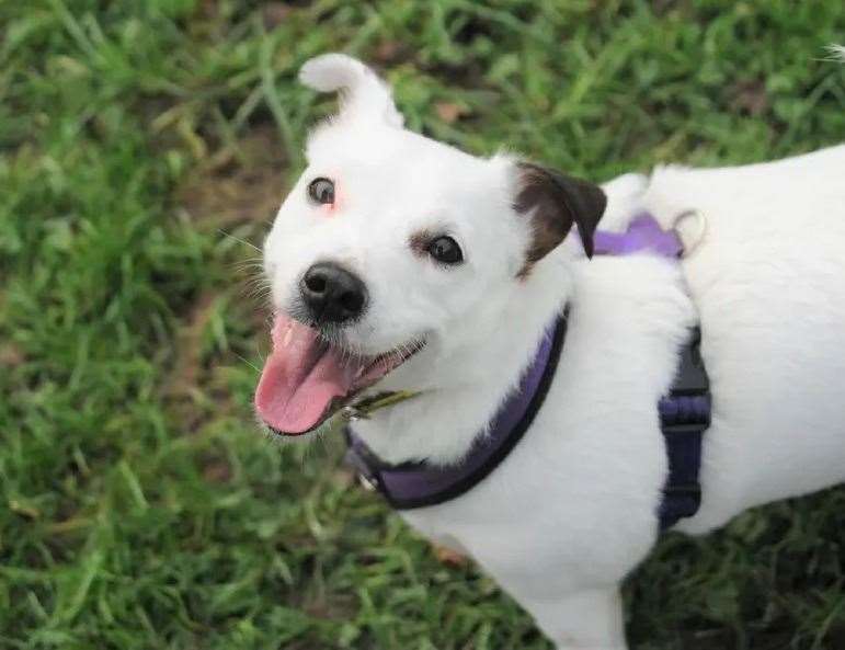 Betsy the Jack Russell. Picture: Dogs Trust