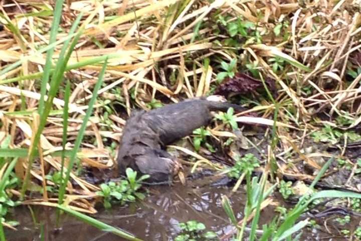The female otter that was found yesterday. Pictured by Peter Nix himself.