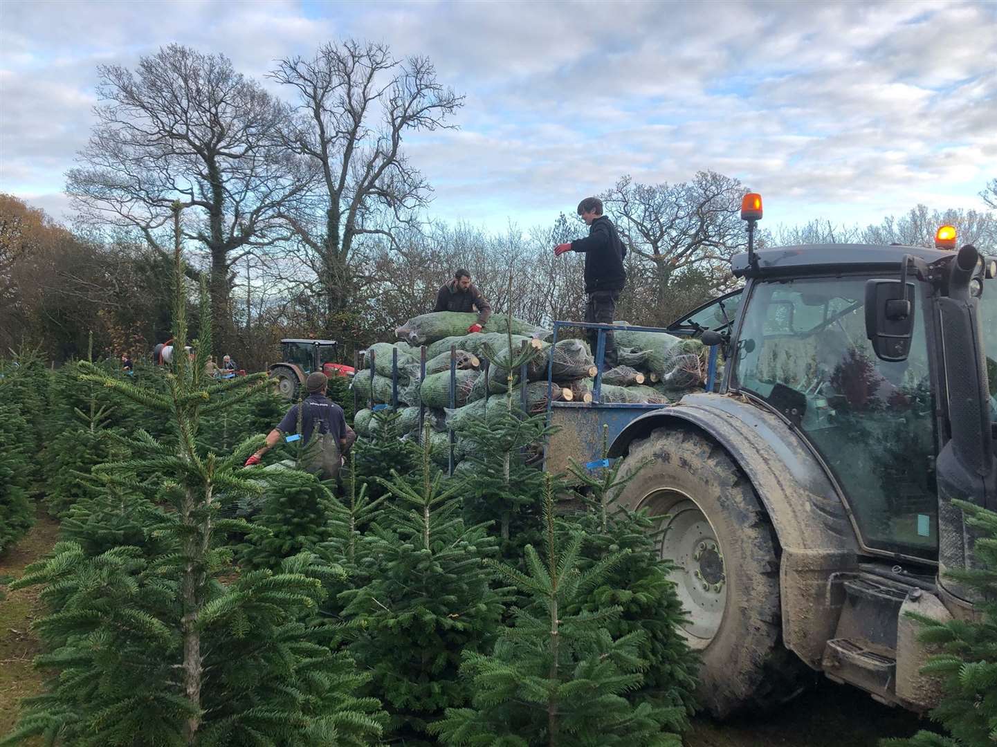 The Christmas tree harvest has started at Hole Park - loading trees from the plantations