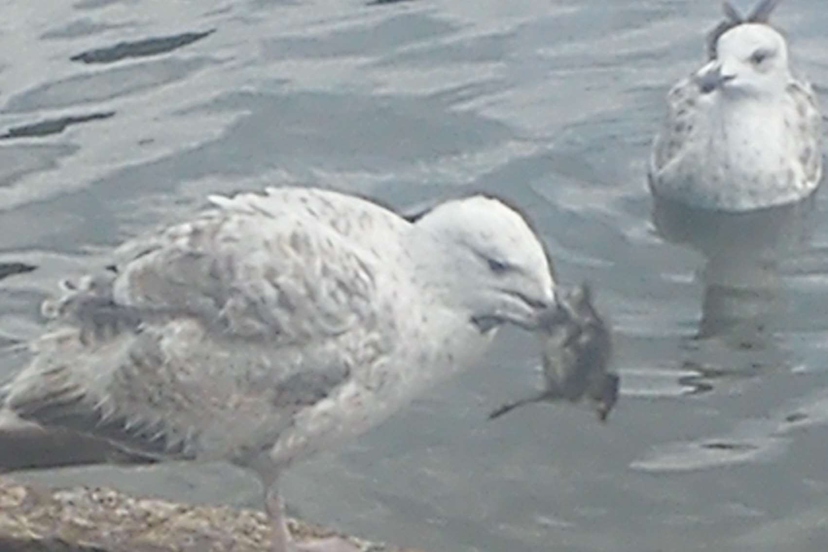 Seagulls are to blame for eating ducklings at Memorial Park, according to a councillor