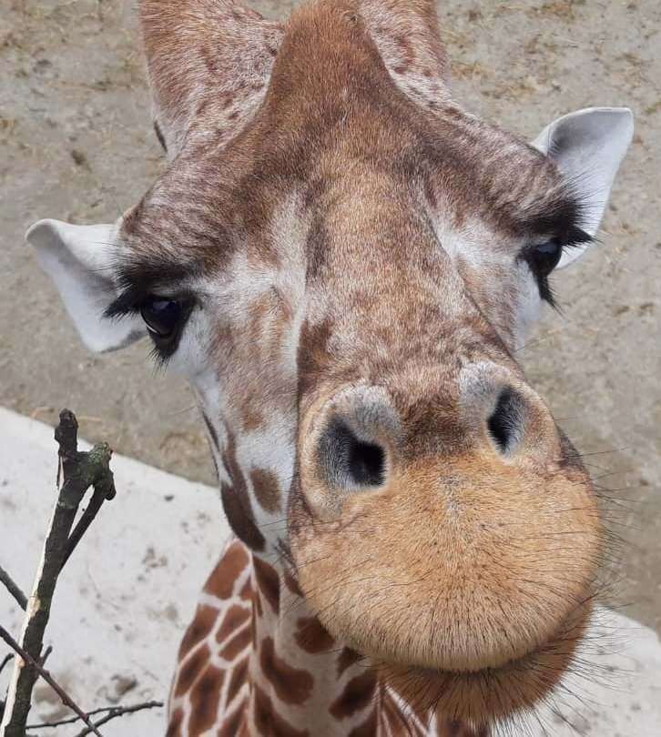 Ron the giraffe has tragically died at Wingham Wildlife Park near Canterbury. Picture: Wingham Wildlife Park/Facebook