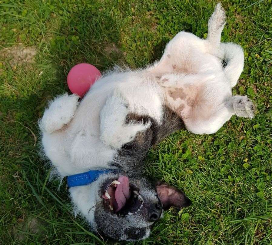 Sammy having fun at his new home. Picture: RSPCA