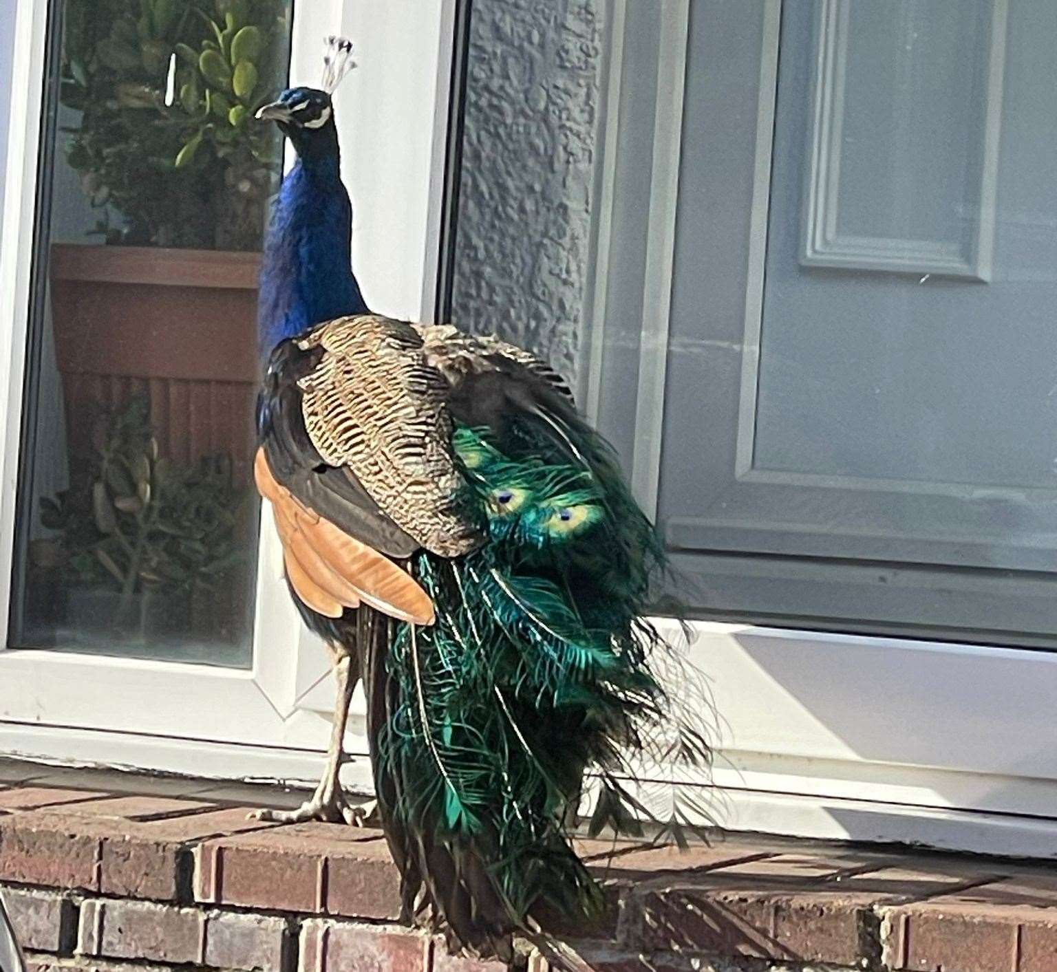 The peacock on the loose in Gravesend. Picture: Martin Jordan