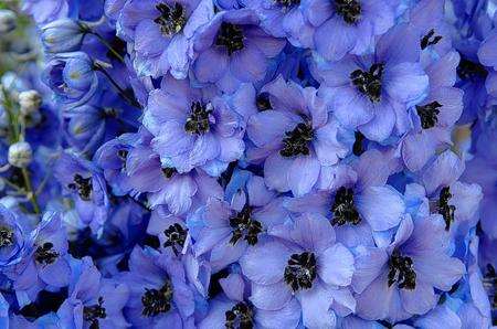 The beautiful delphiniums at Godinton House and Gardens