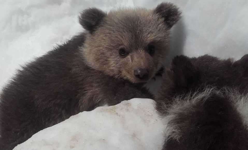 Mish and Lucy were rescued from Albanian mountains after they were abandoned by their mother. Picture: Wildwood Trust
