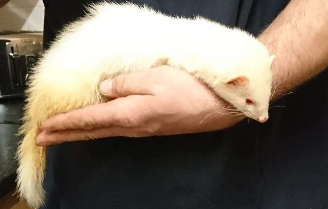 Caroline Kingsnorth, from Maidstone, is appealing for help in tracing her two pet ferrets after they were stolen from their hutch. Pictured is Heidi