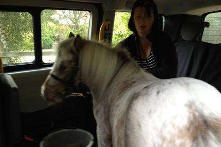 Star the Shetland traveled in style to a show – in a black cab