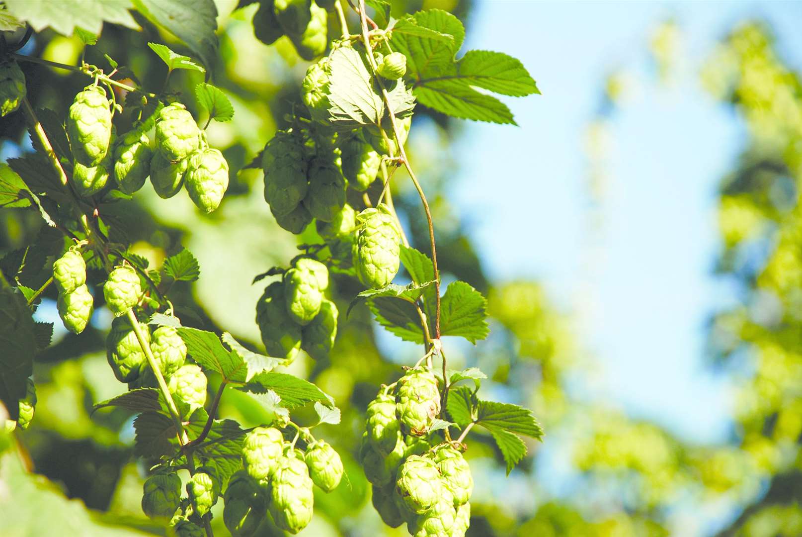 Hops provide the traditional aroma and flavour of beer