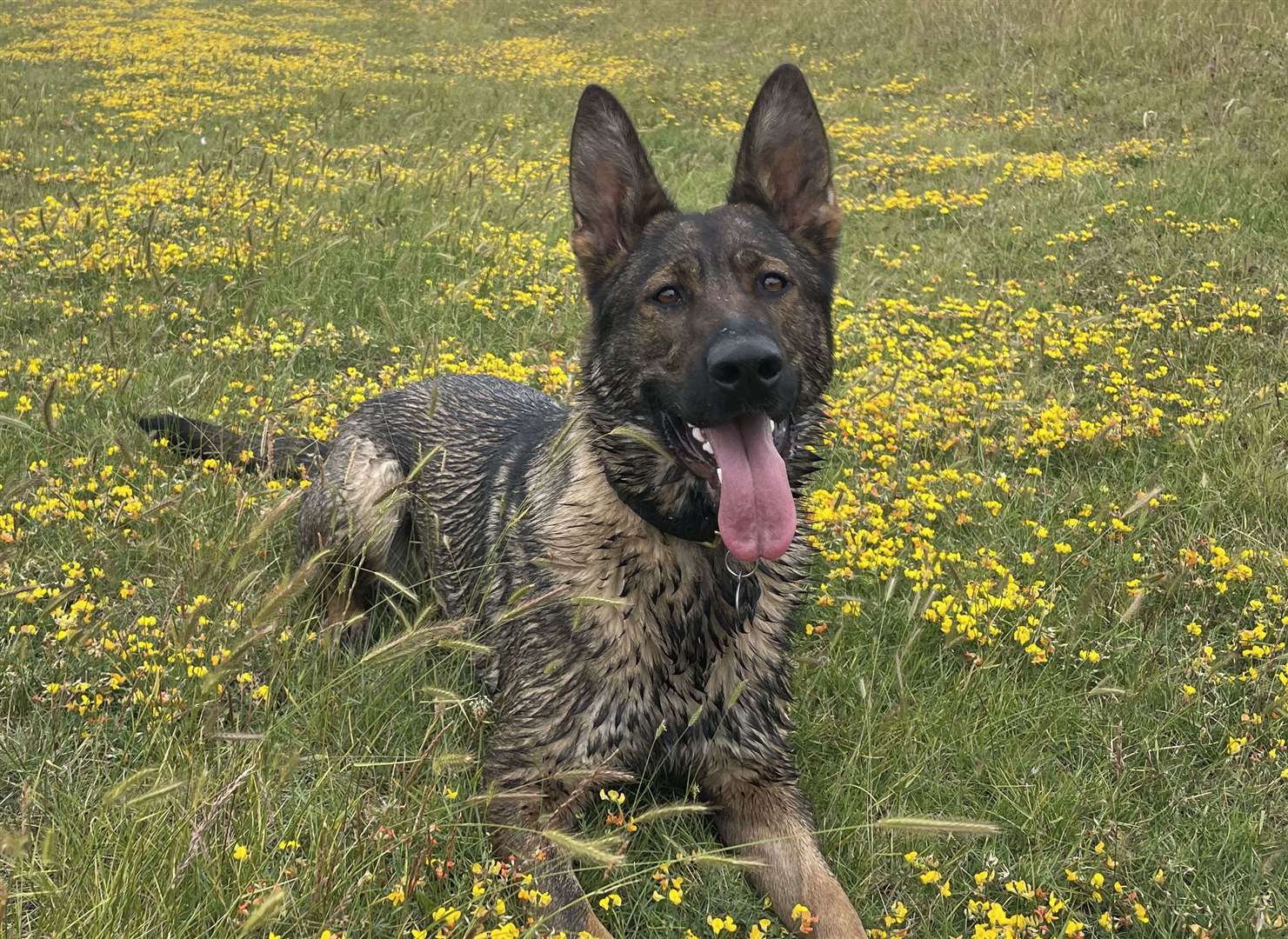 Police dog Fallon played a key part in the hunt for a suspect. Picture: Kent Police