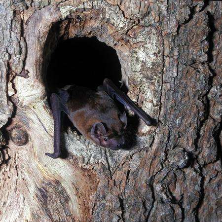A noctule bat. Picture: Hugh Clark/Bat Conservation Trust