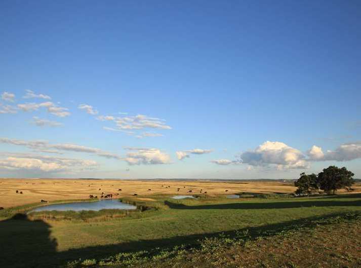 Elmley Nature Reserve on the Isle of Sheppey has been forced to close and cancel tours due to a lack of water supply.