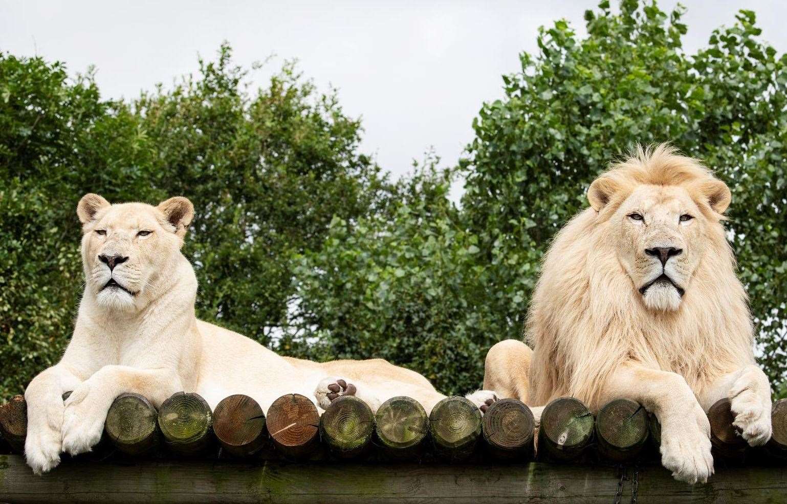 The Big Cat Sanctuary's white lioness Imara with her brother Ngozi. Picture: The Big Cat Sanctuary