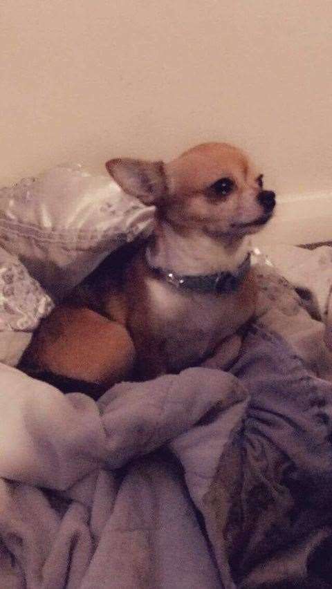 Fred the Chihuahua went missing from his home in Pagitt Street, Chatham (8284520)