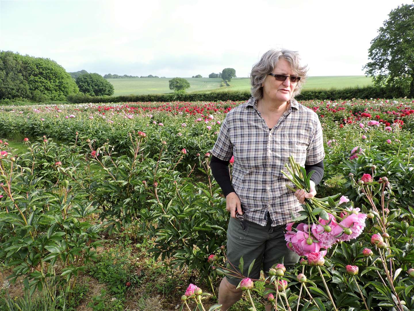 Kate Blacker cuts peonies for market