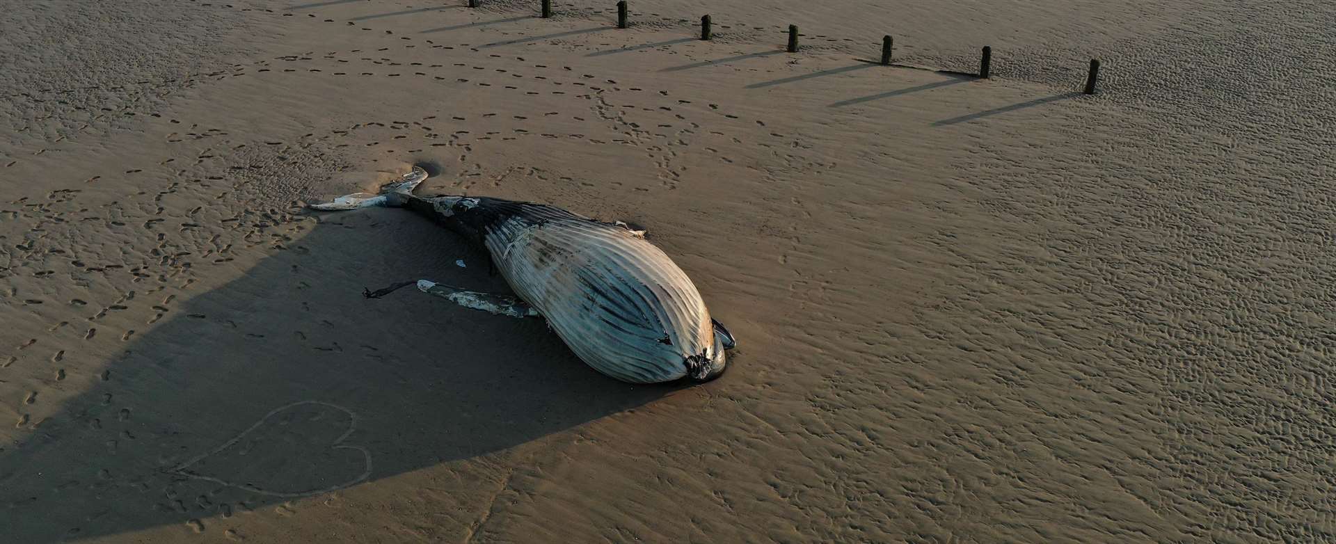 The whale is thought to be around 30ft long. Picture: UKNIP