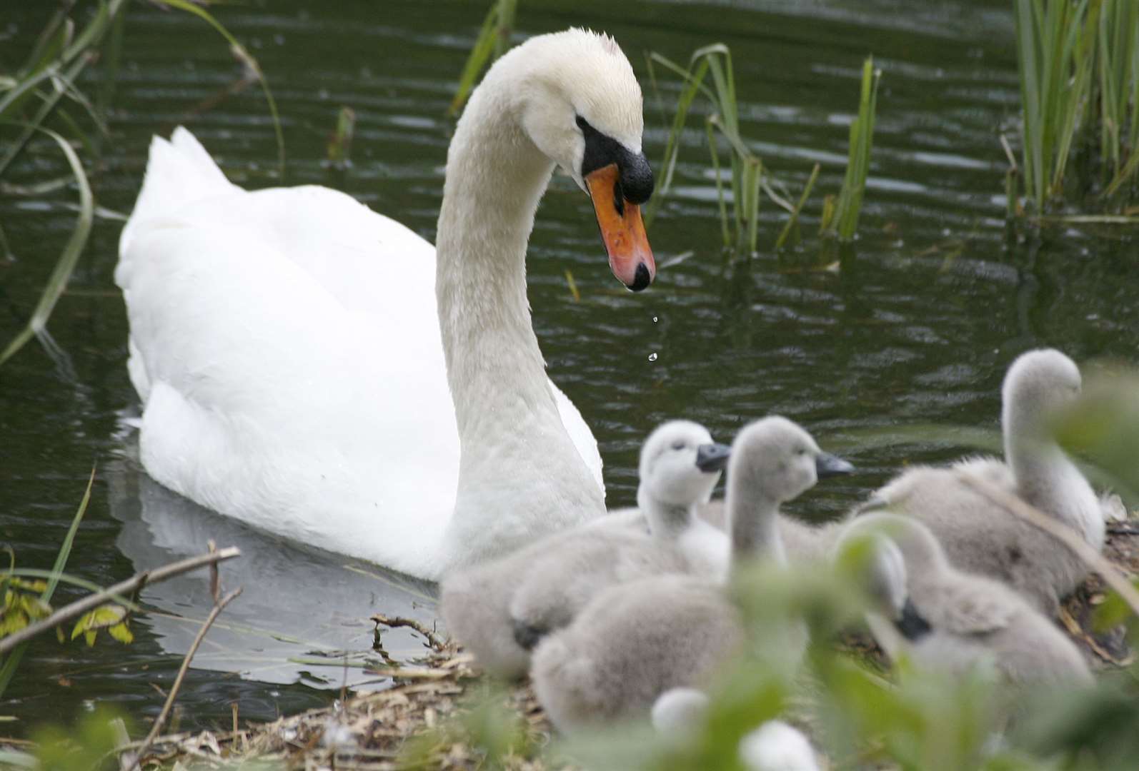 A swan and cygnets: Library image. Picture: Ruth Cuerden