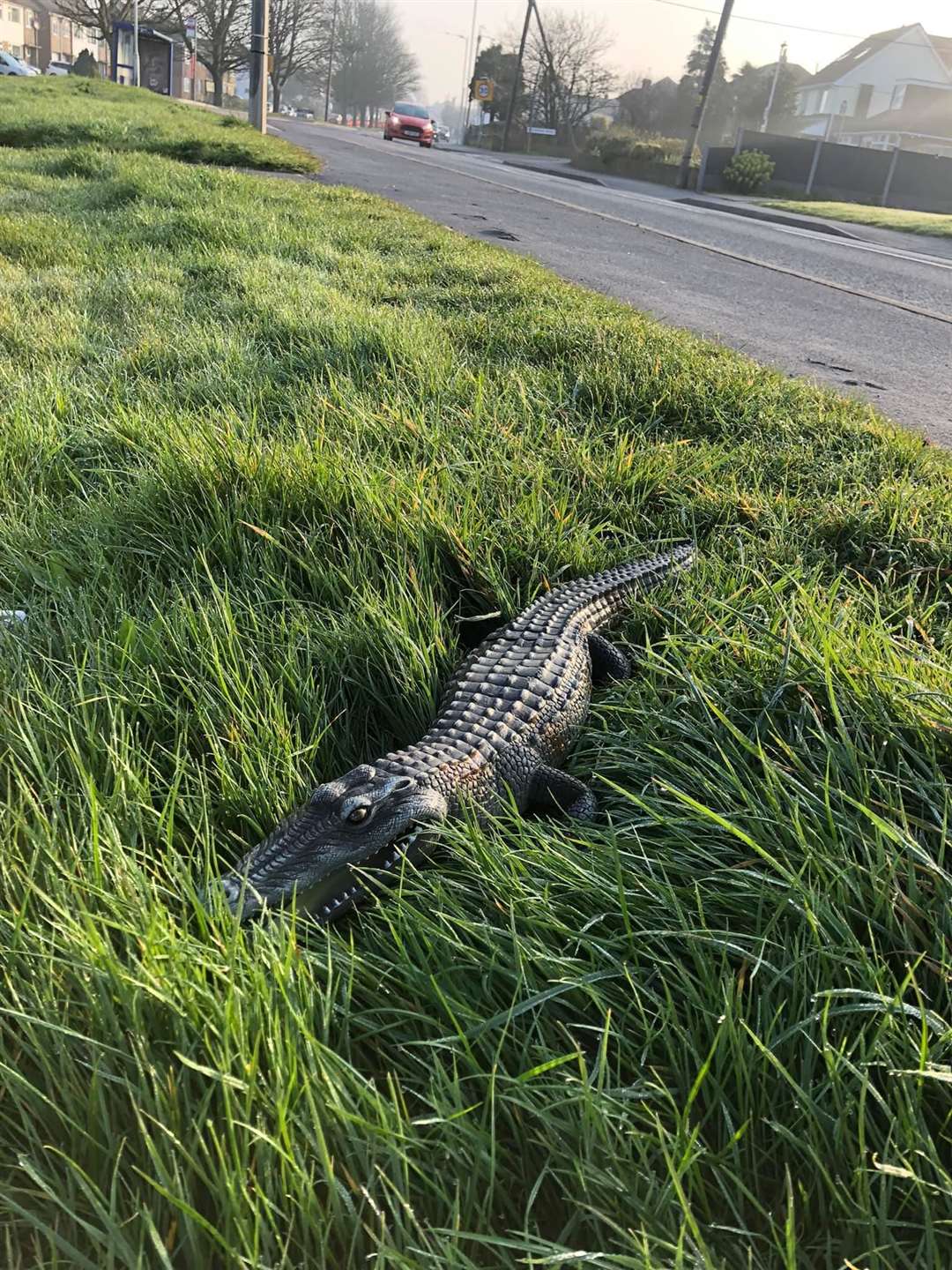 The plastic alligator was found beside a road in Queenborough on the Isle of Sheppey