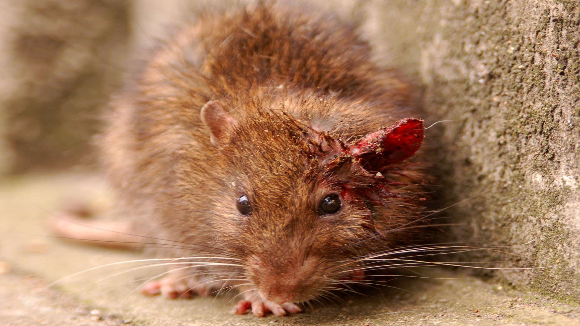 Rats have been seen near to where rubbish is dumped. Thinkstock Image