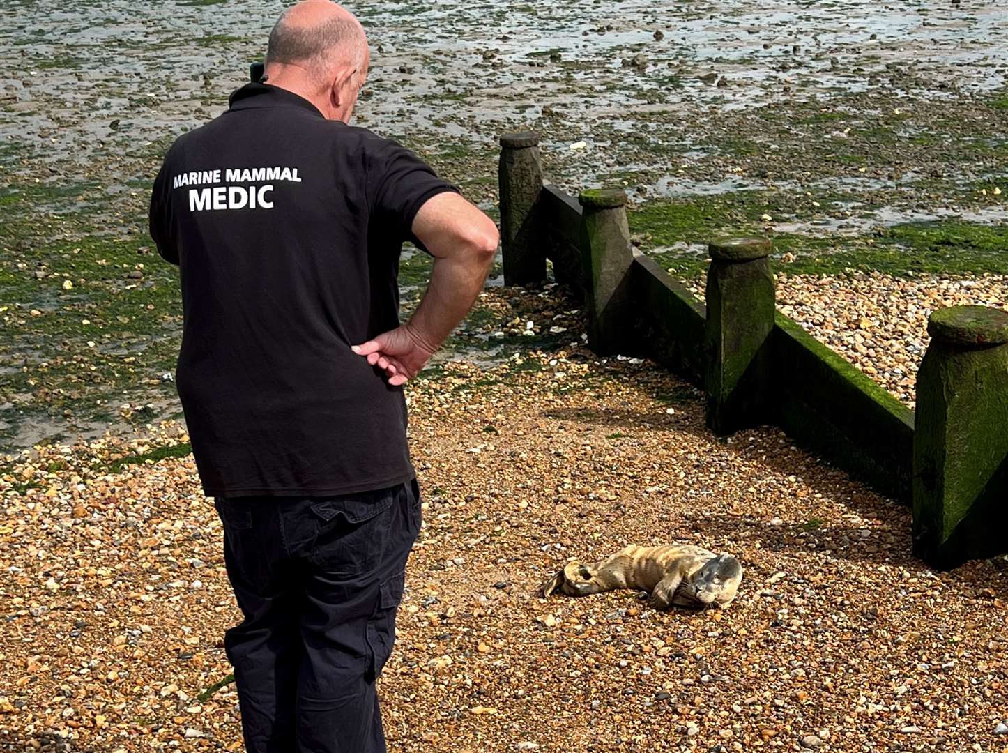 Marine experts advise people to stay a safe distance away from seals as they may bite if they feel threatened. Picture: Wesley Baker.
