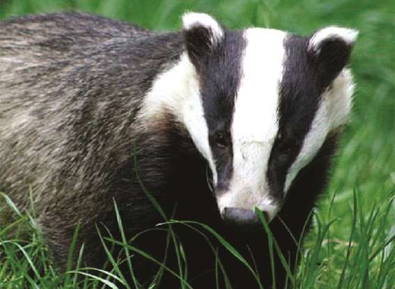 A badger was hit by a maintenance train in Pluckley last night