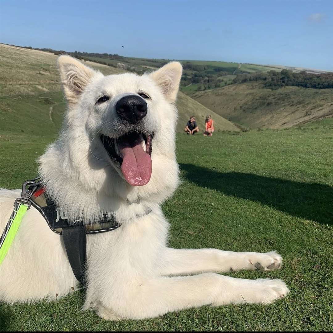 Albie is the most happy, smiley, gentle and fluffiest dog you will come across