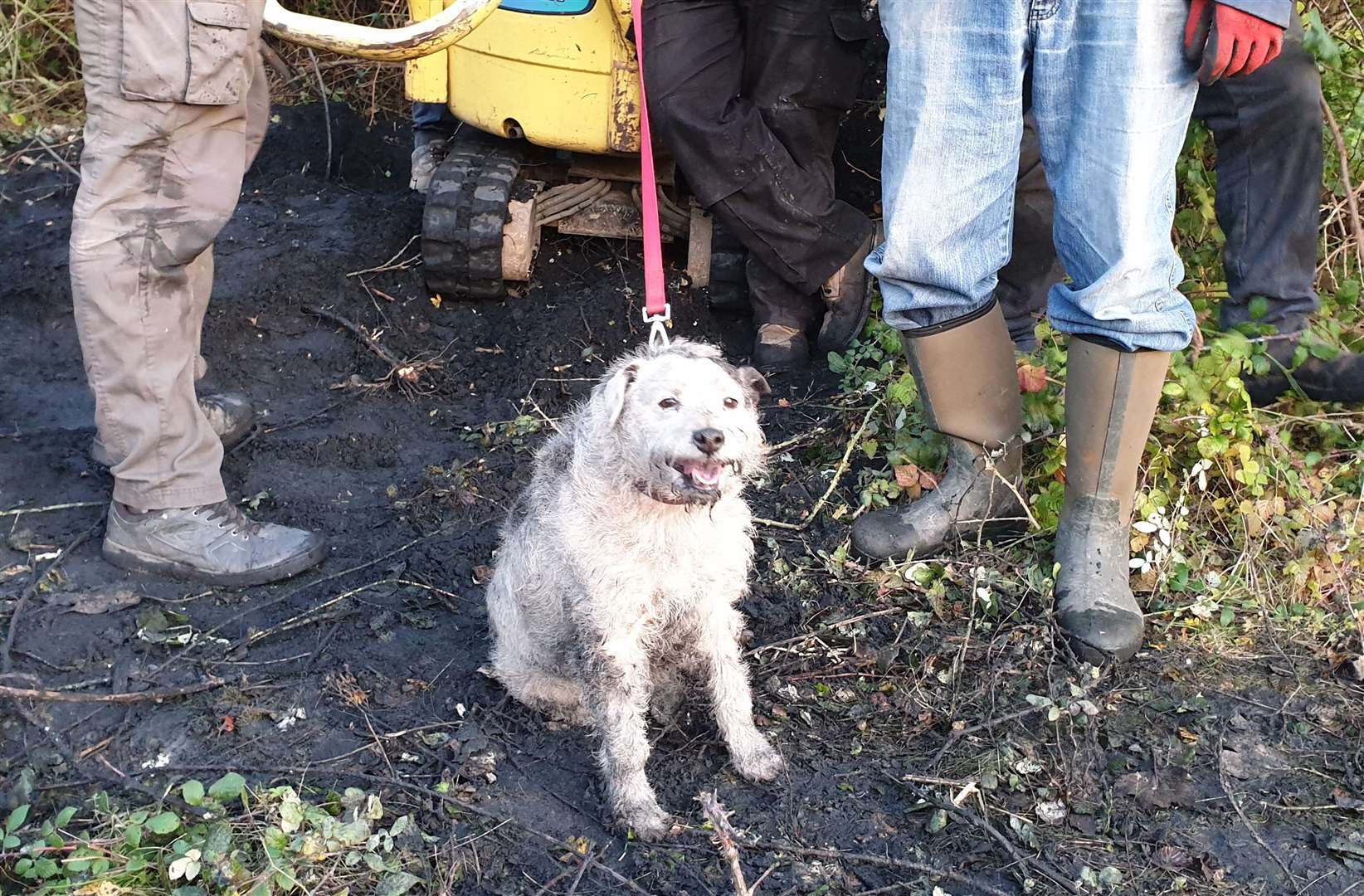 After a two hour rescue bid, Bella is freed Picture: Kieron Driver