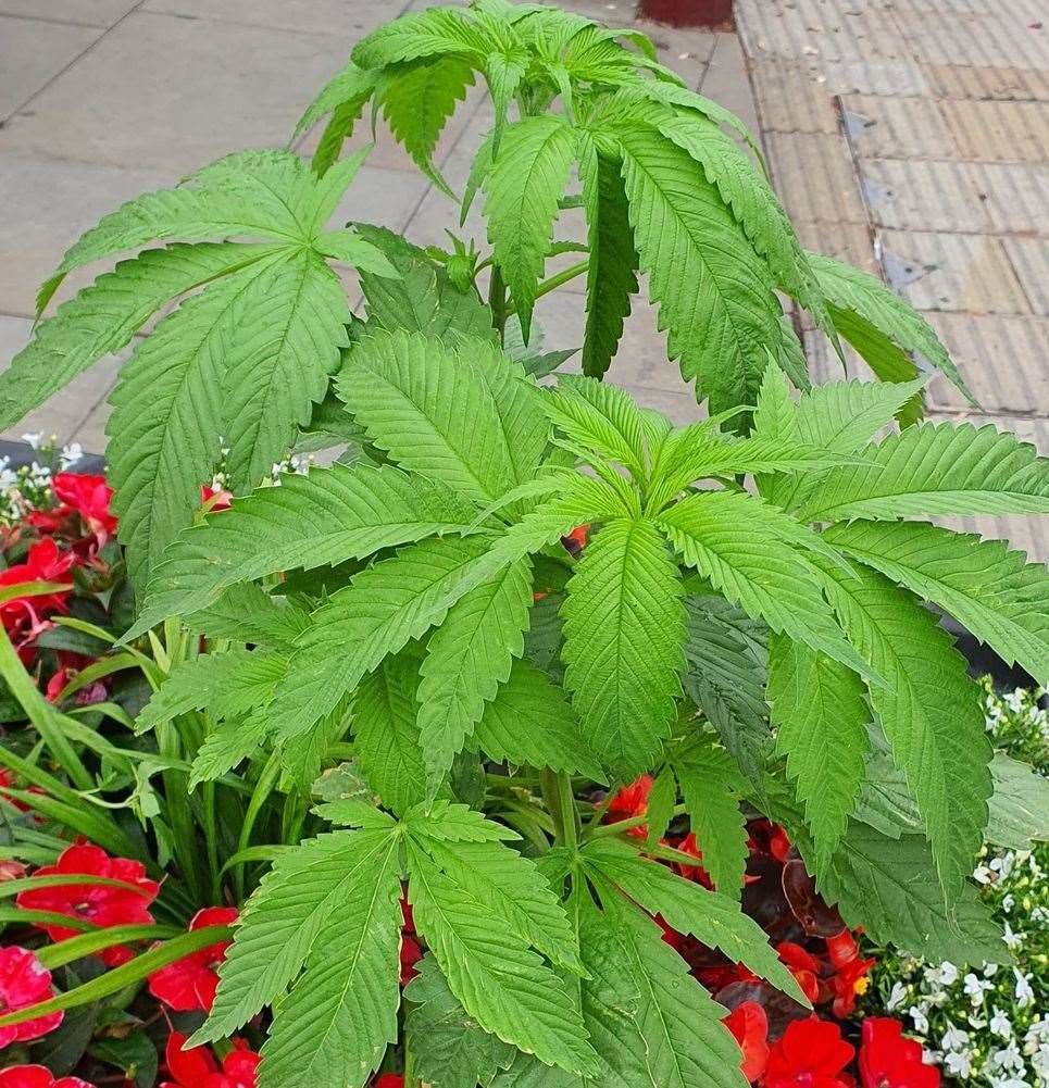 The cannabis plant growing in Tunbridge Wells