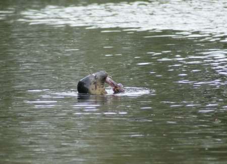 Seal eating eel