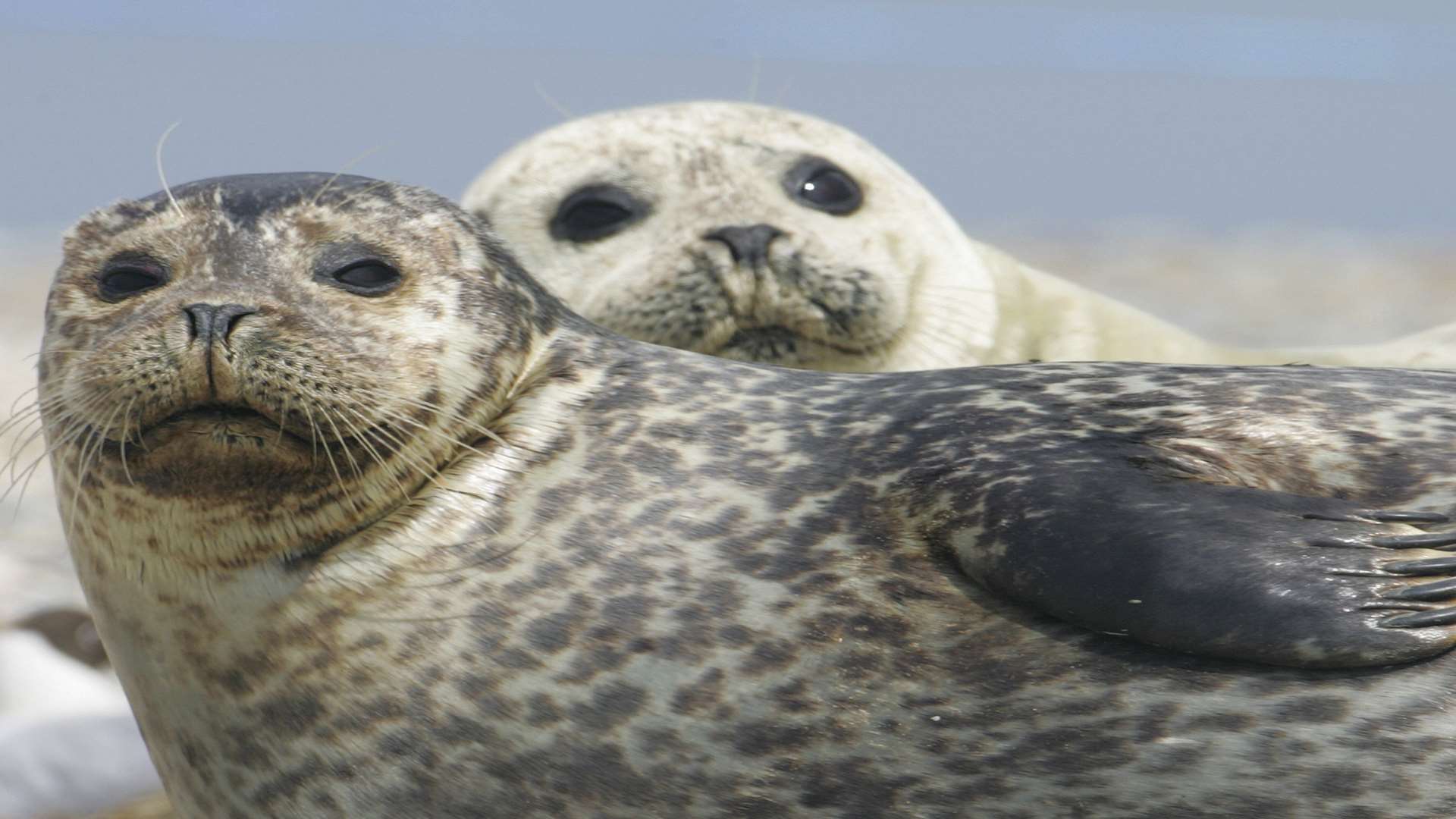 Little ones will love to look at the seals
