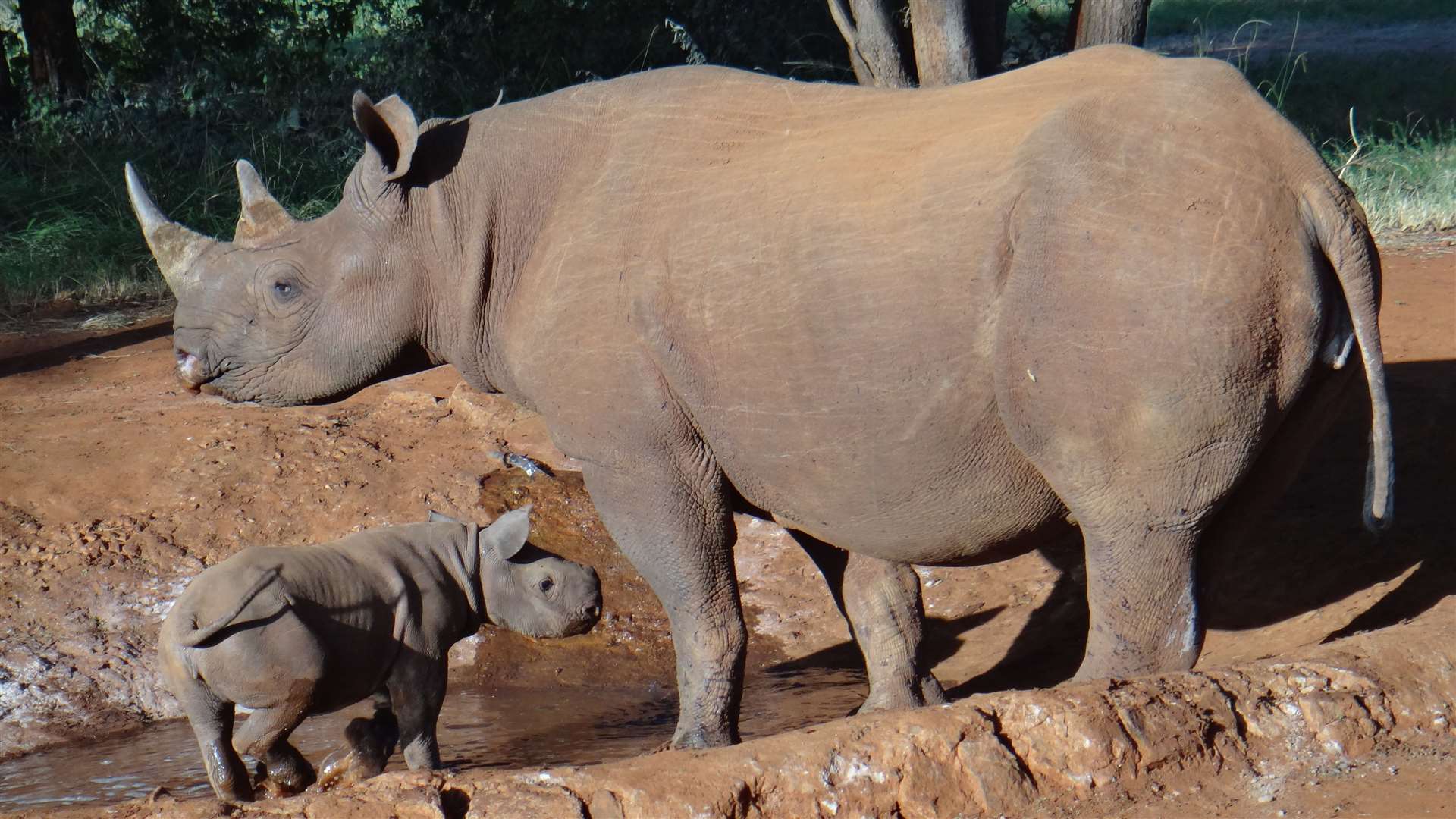The Aspinall Foundation has previously returned rhinos to the wild