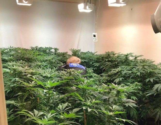 The officer searching for the lost earring amongst the cannabis stash found at a house in Lordswood. Picture: Kent Police Medway