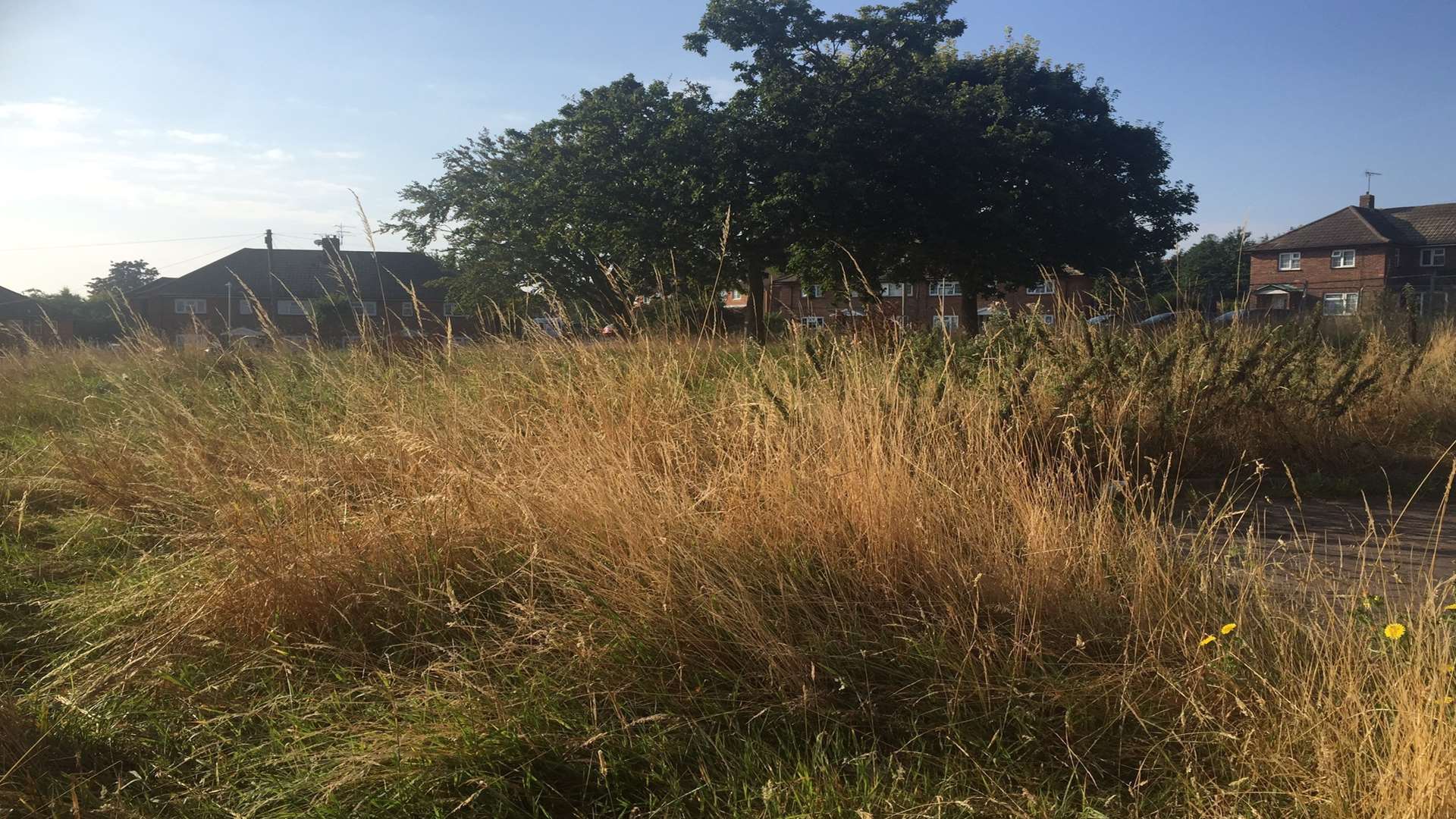 The overgrown grass area in Freemens Way in Deal