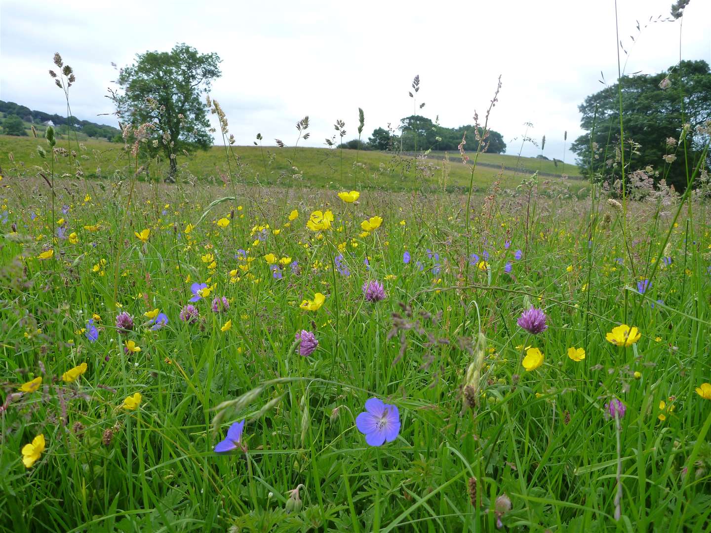 Species-rich meadow in Teesdale is one of the habitats being restored (North Pennines AONB Partnership/PA)