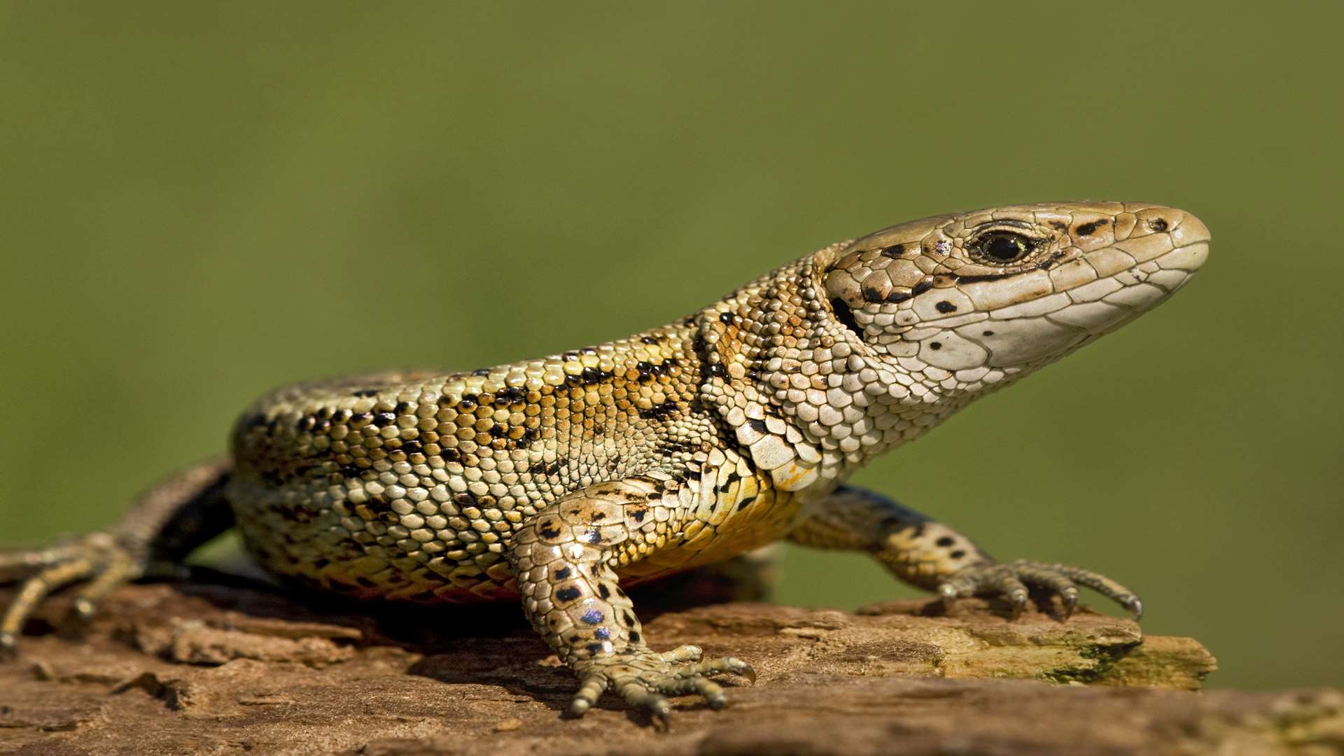 Common Lizard. Picture by Tony Flashman.