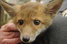 A fox cub at a rescue centre