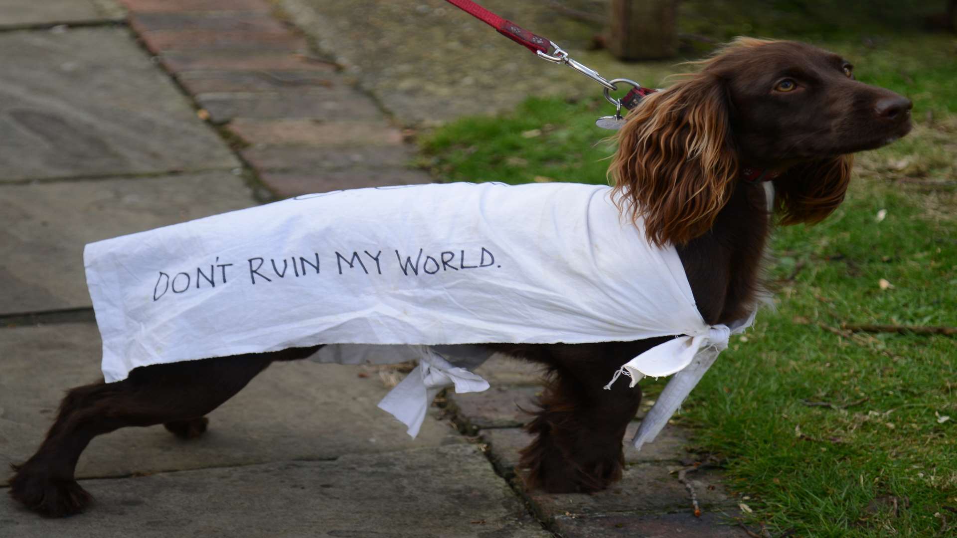 Dog joins in protest march