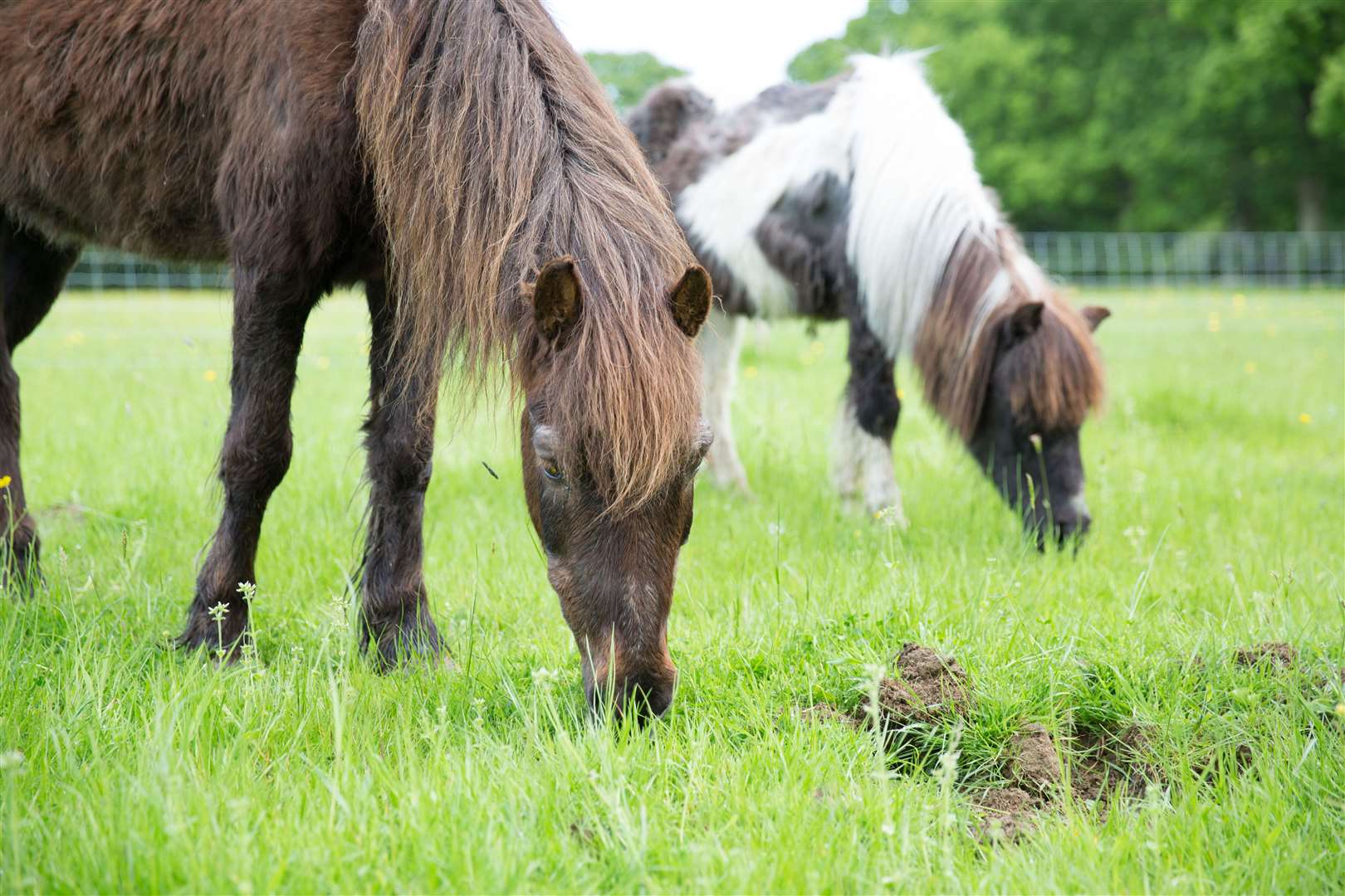 A group of ponies were seen roaming through Meopham. Stock image