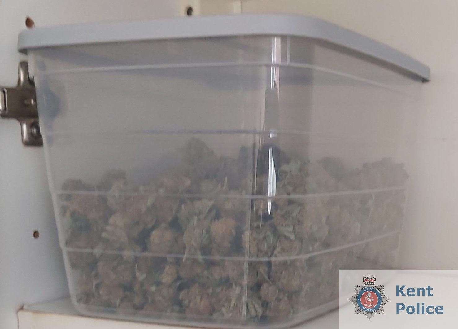 Cannabis was found at the Margate home. Picture: Kent Police
