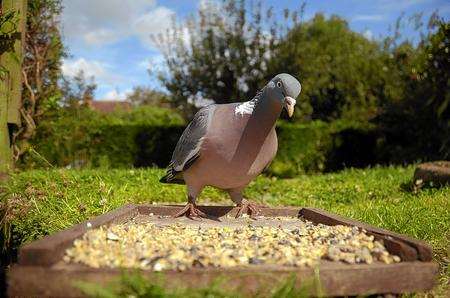 A woodpigeon visits the bird table