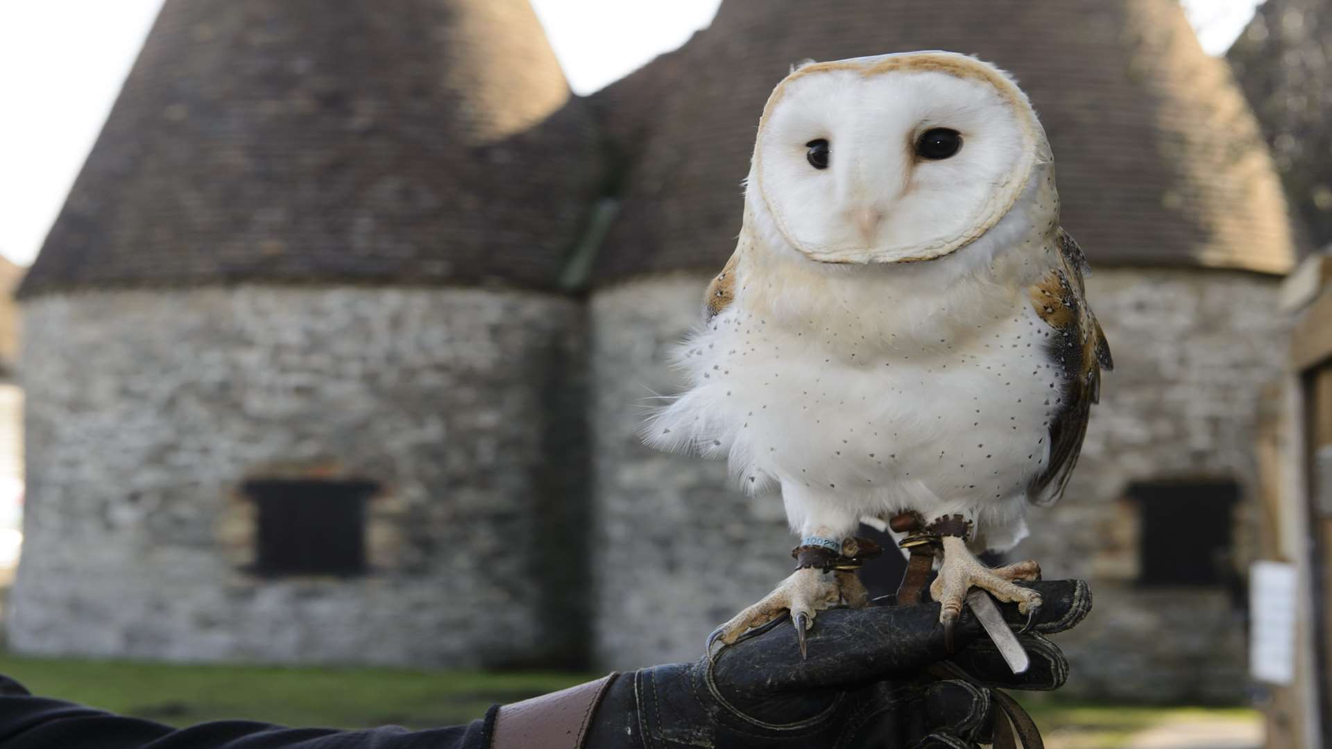 Kent Owl Academy, based at Kent Life, says owls are increasingly being requested at funerals