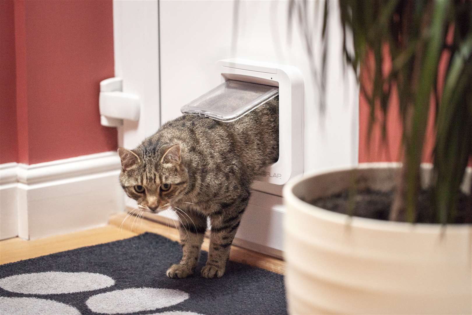 A heavy snowfall could cause your cat flap to become blocked from the outside. Picture: Sureflap Sure Petcare